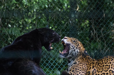黑美洲虎与褐黑豹搏斗